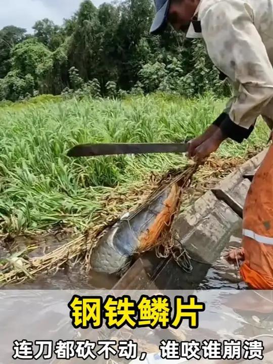 食人鱼的噩梦:巨骨舌鱼