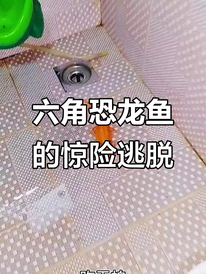 六角恐龙鱼越狱,小黑球成堆!