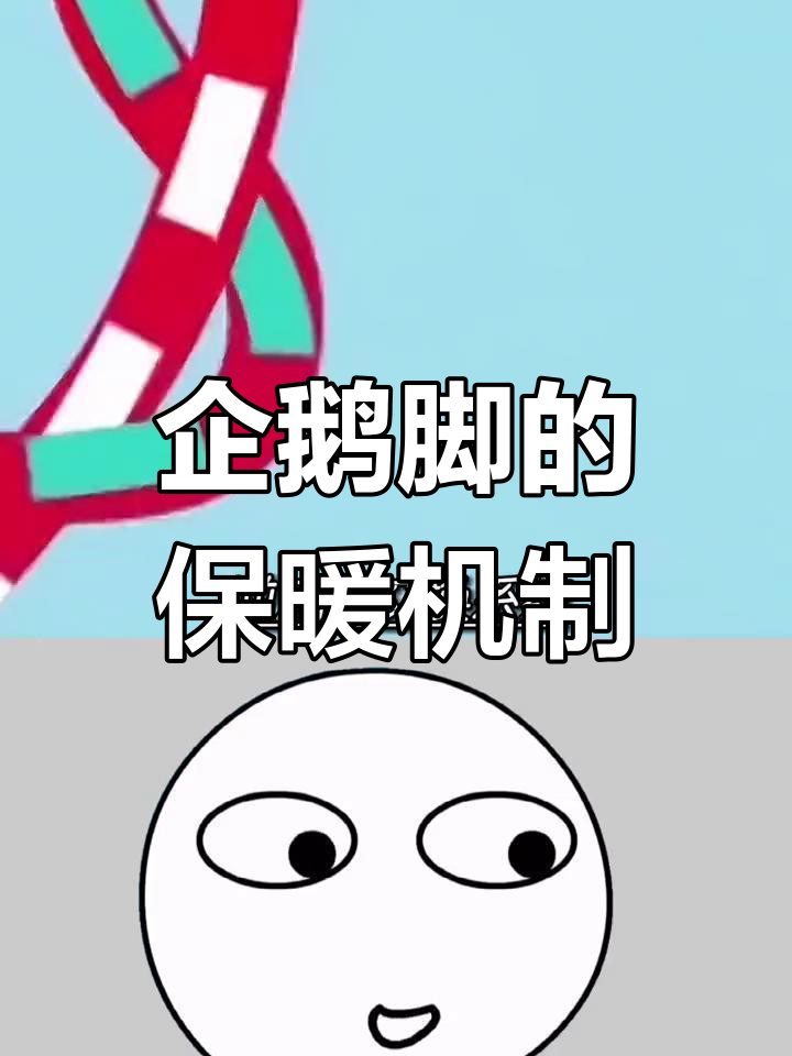 企鹅脚不怕冻的秘密