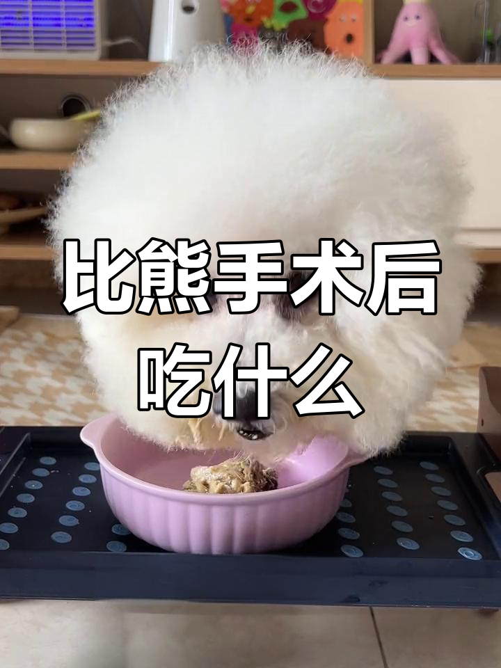 术后恢复期,比熊宝宝营养餐全攻略