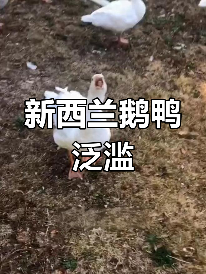 新西兰鹅鸭成灾,捕猎季节来临!