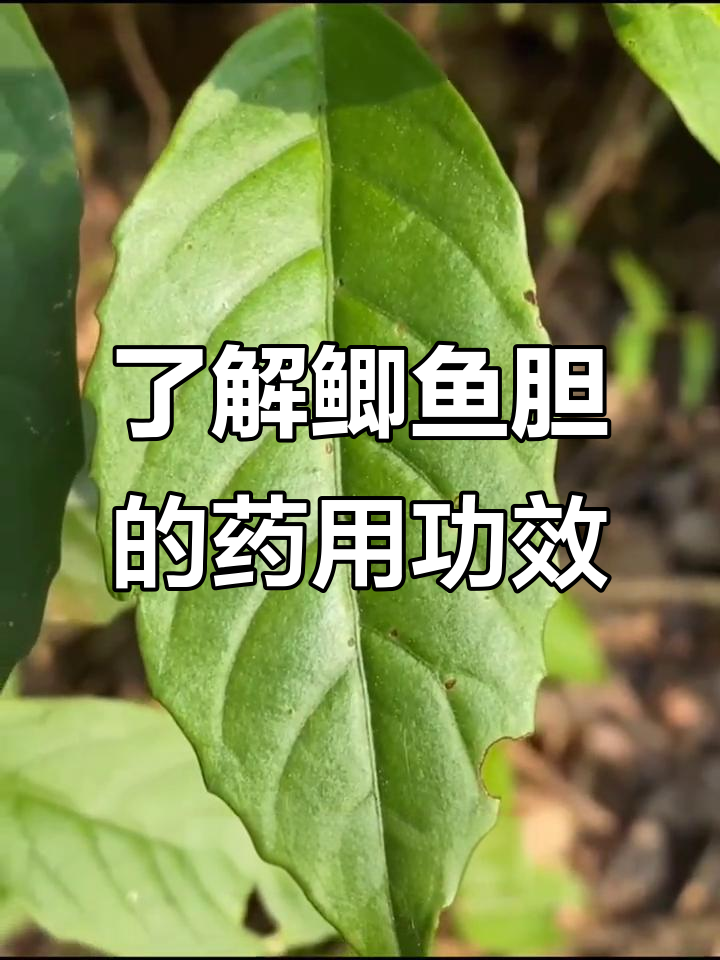 鲫鱼胆:苦如胆汁,却有神奇药用价值