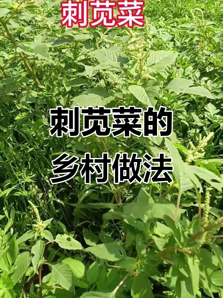 刺苋菜:一种耐旱的乡村美味,你吃过吗?
