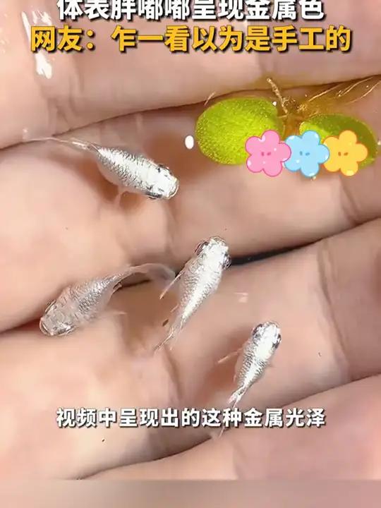 “纯银色”小鱼你见过吗?神奇动物 小鱼