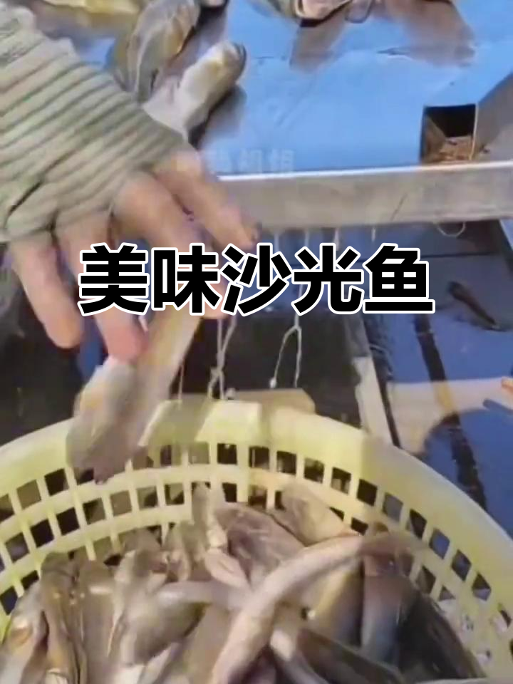 连云港特产沙光鱼,肉质鲜美,营养丰富