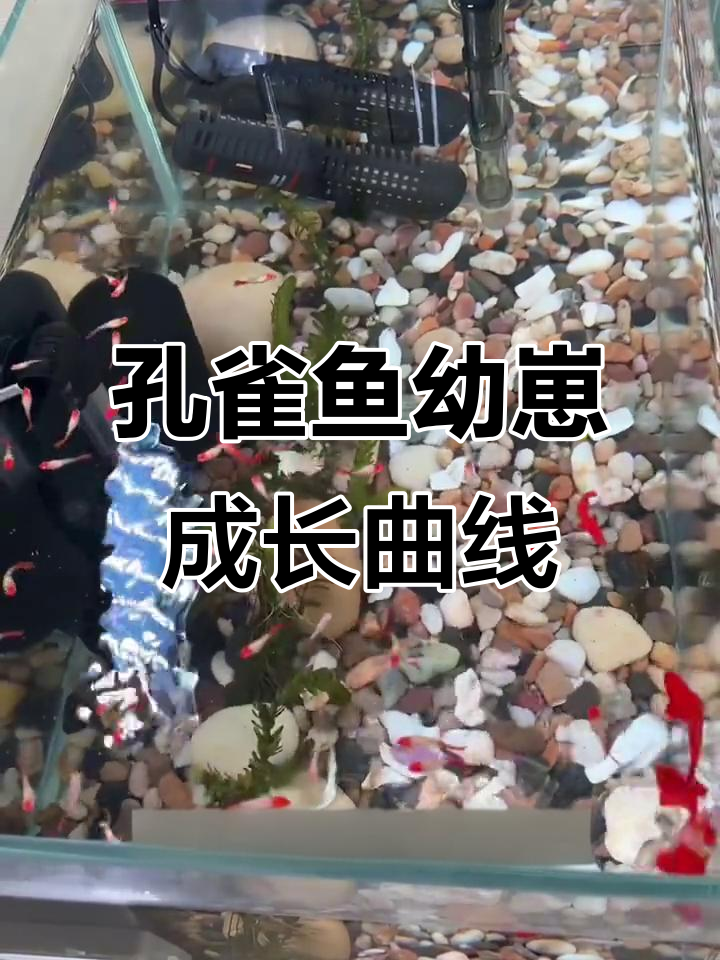 孔雀鱼幼苗发育全攻略,公母区分与发色时间揭秘