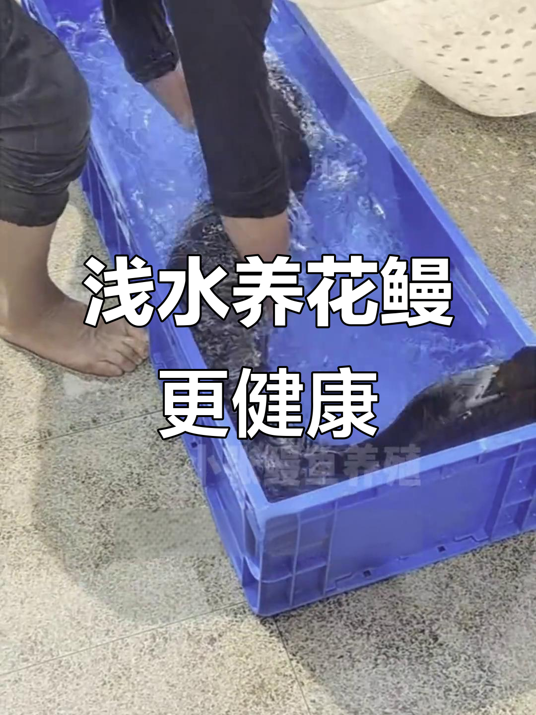 花鳗浅水养殖秘诀,轻松掌握关键技巧
