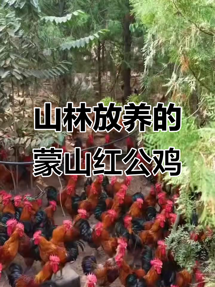 蒙山红公鸡:散养山林,肉质鲜嫩,营养丰富