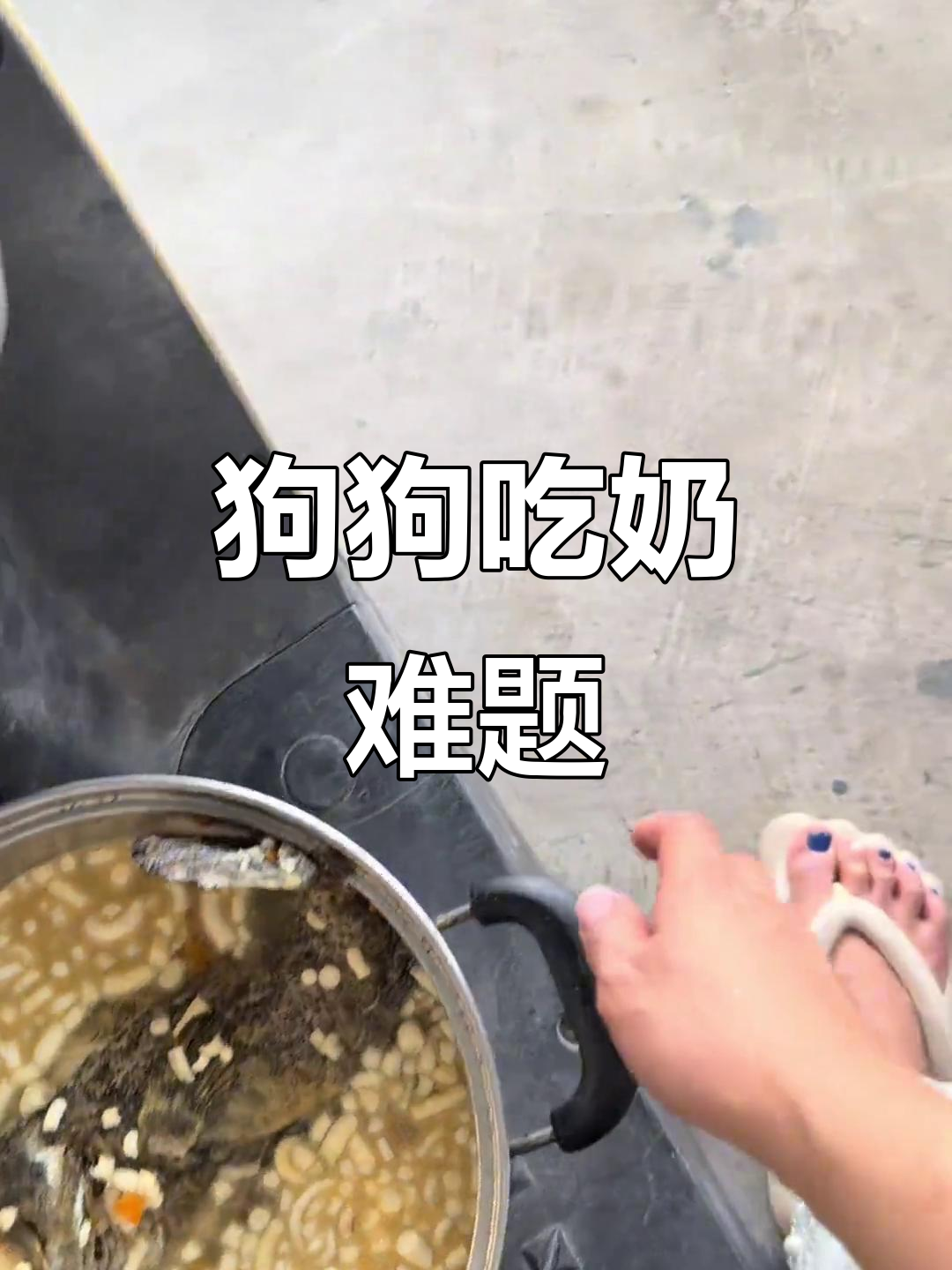 昨天草鱼头没吃,今天得炖石斑鱼给小奶狗喂奶
