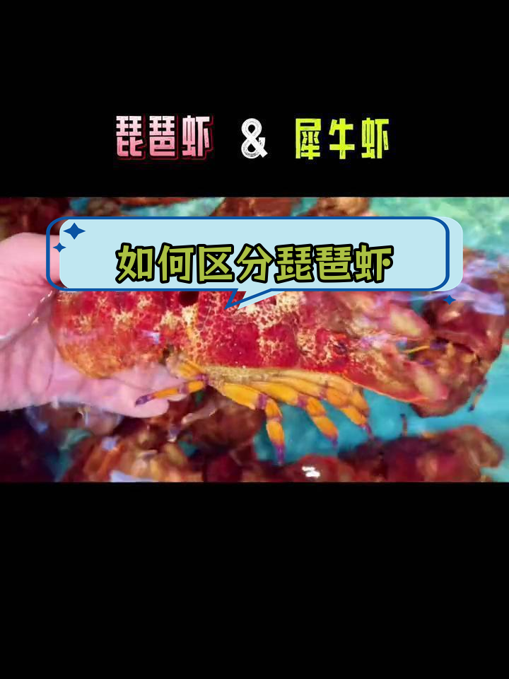 琵琶虾与犀牛虾的区别解析