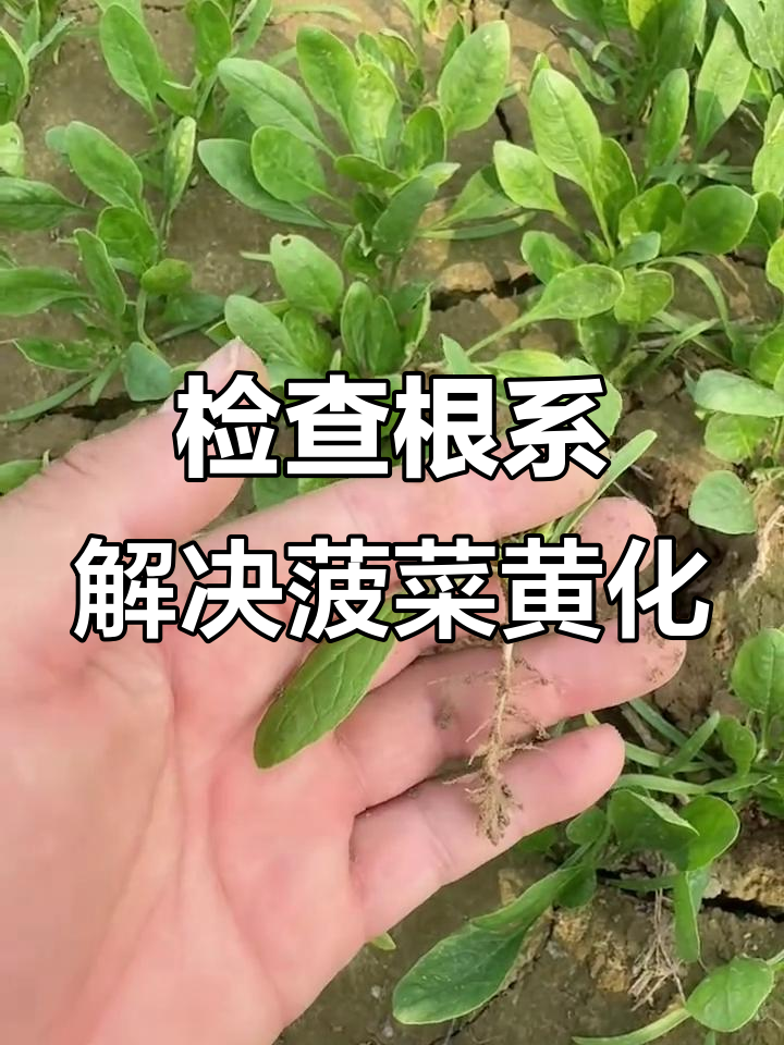 菠菜发黄不长?检查根系是否有根线虫或沤根问题