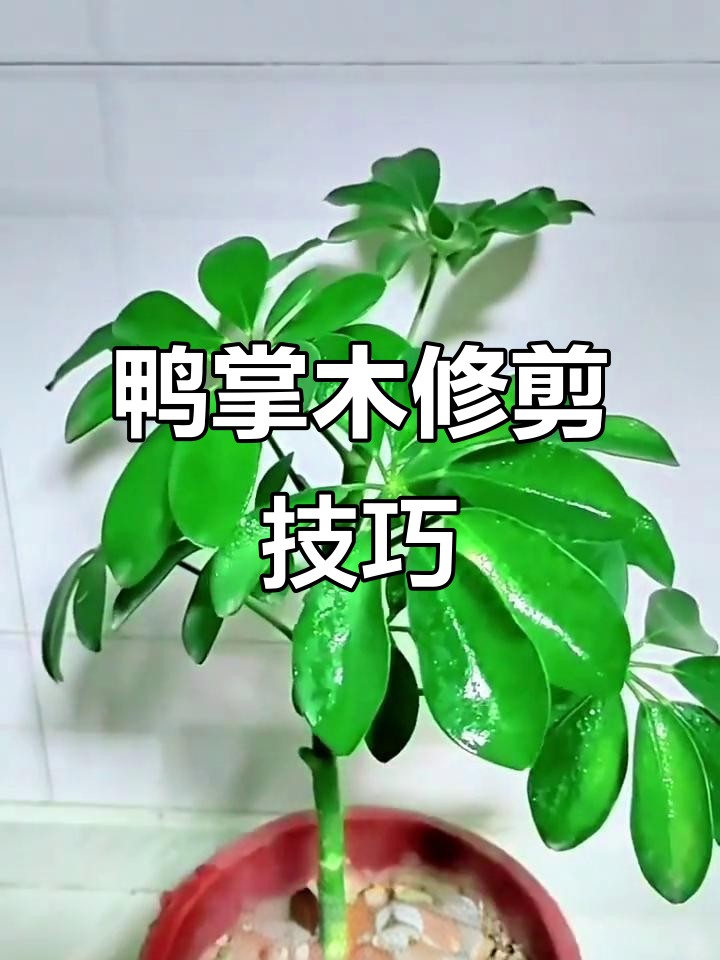 如何将独杆鸭掌木修剪成棒棒糖造型，简单步骤教你搞定
