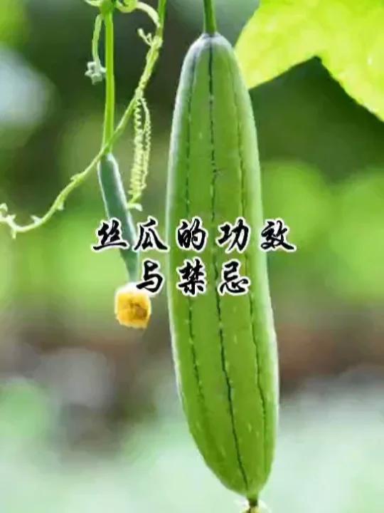 丝瓜的功效与禁忌