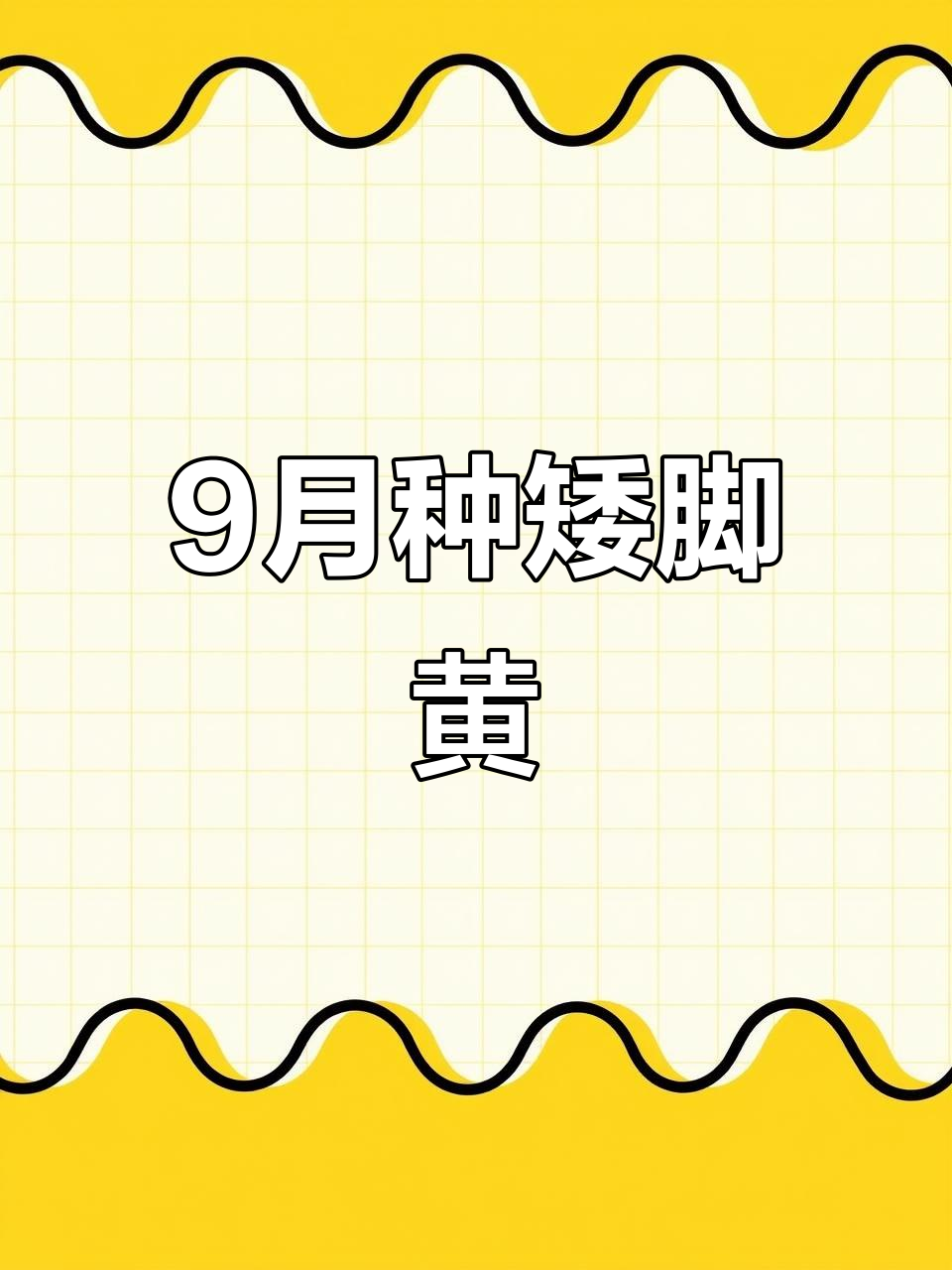 9月矮脚黄奶白菜种植技巧,掰叶吃更美味