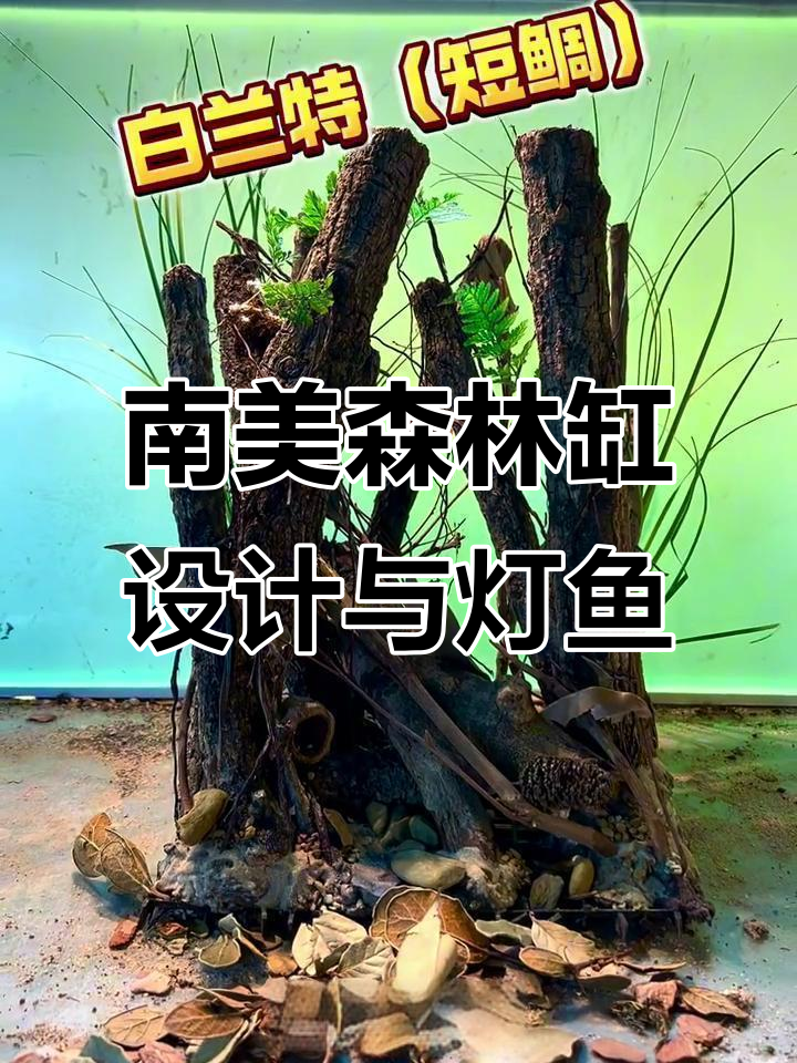 南美森林造景大揭秘:五种灯鱼与短鲷的家园设计