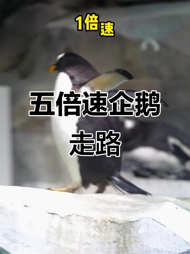 企鹅走路速度提升5倍，竟然这么搞笑！