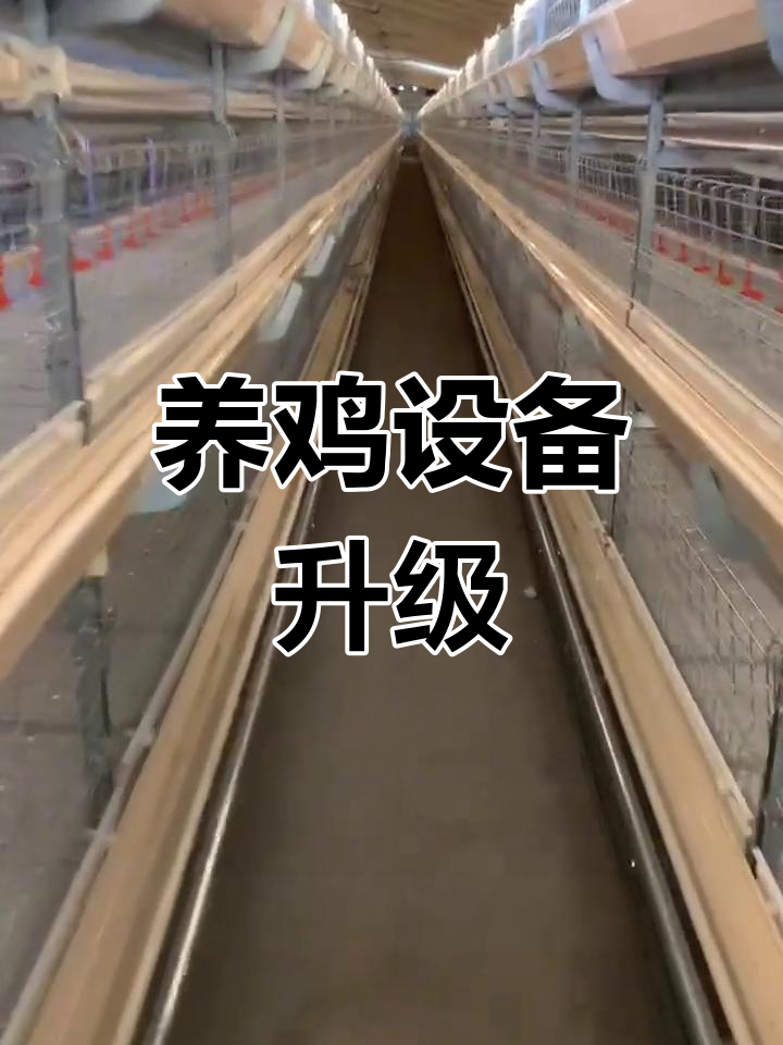 自动化养鸡设备,提升效率,满足全阶段养殖需求