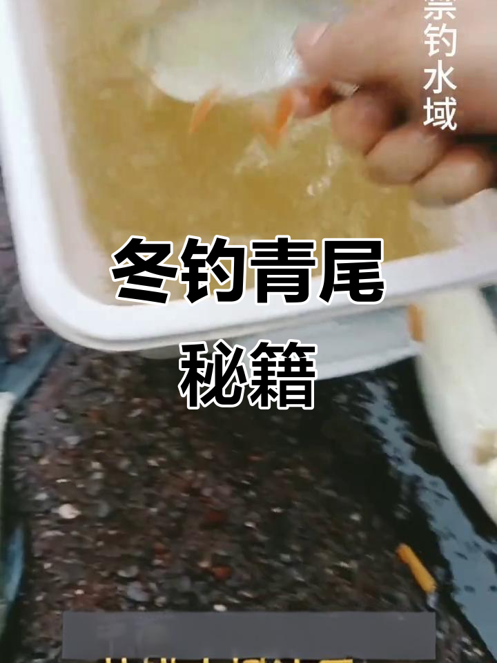 冬季钓青尾鲴,短竿细线、浅水缓流是关键技巧