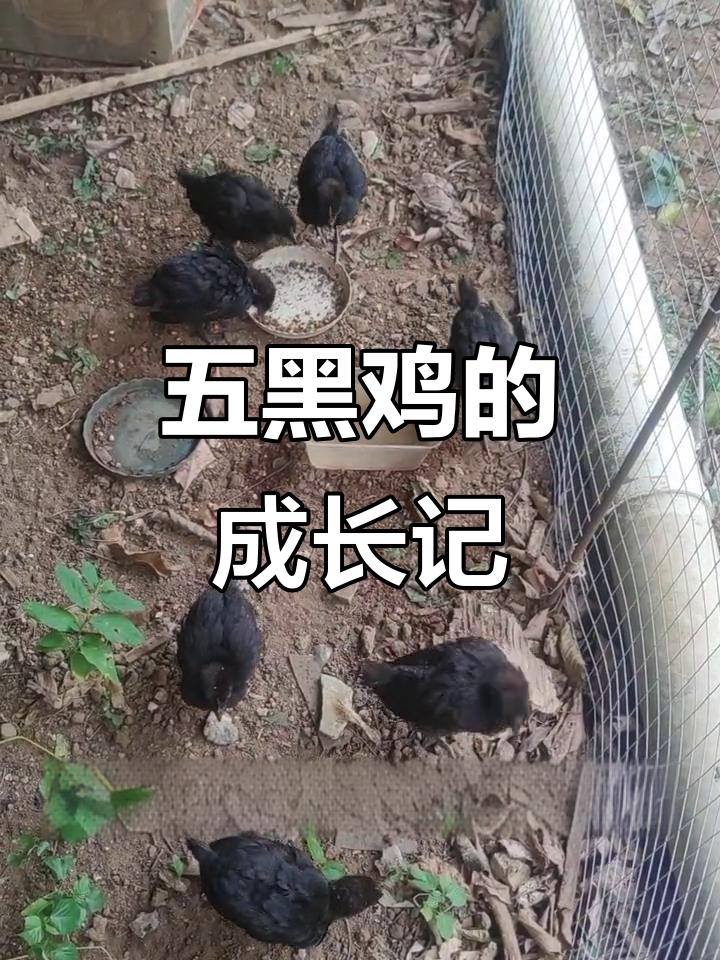 五黑鸡一个月内明显长大,玉米与野草助力成长