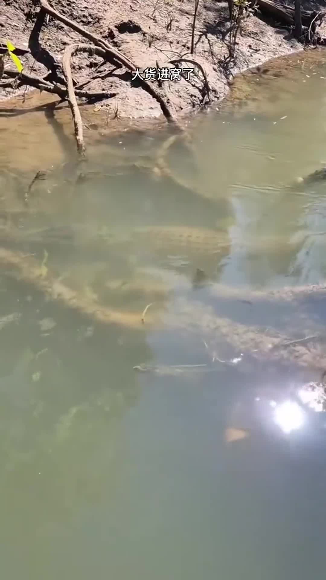 大货进窝了 钓鱼