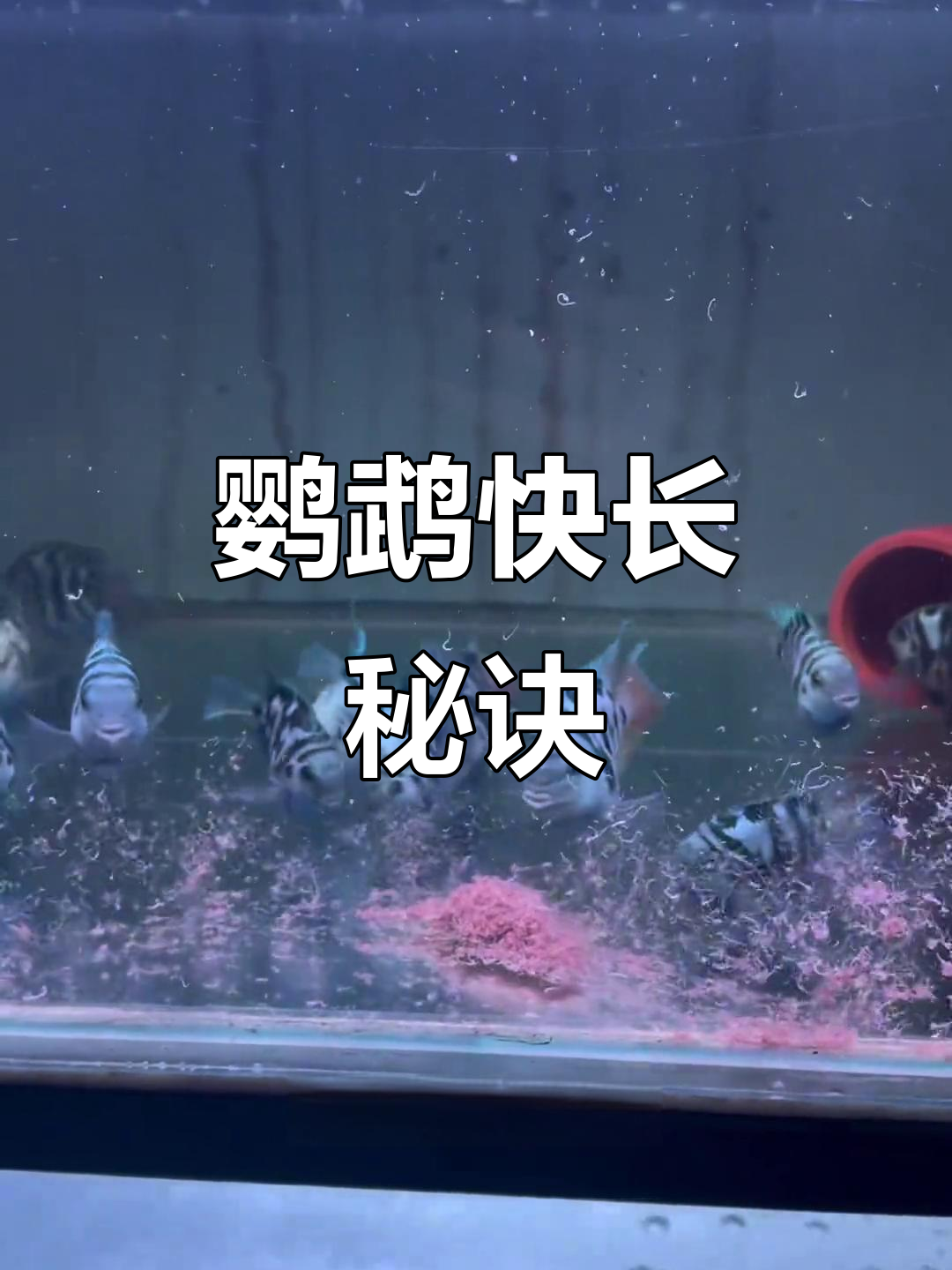 迷你鹦鹉吃得多,养得好才能快速成长!