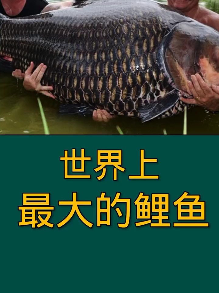 世界上最大的鲤鱼!