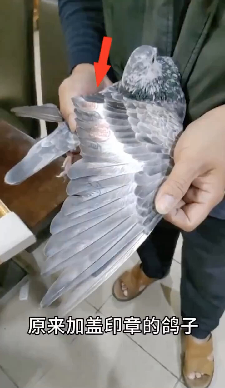 信鸽的翅膀上为什么要加盖印章?