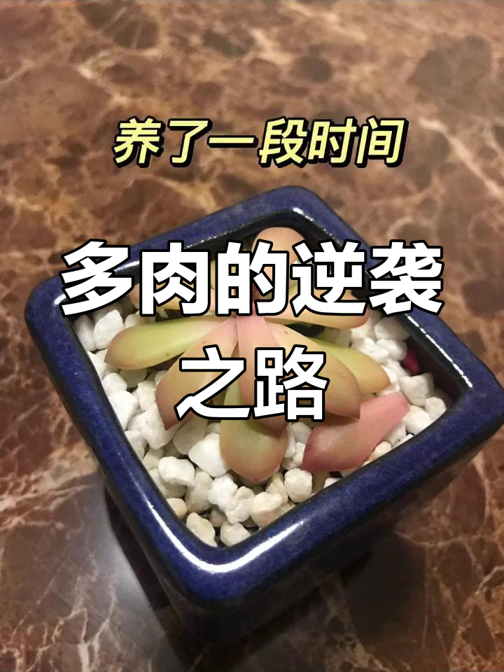 从新手到老桩,马库斯多肉成长记