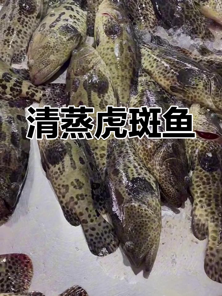 虎斑鱼清蒸,鲜美又简单
