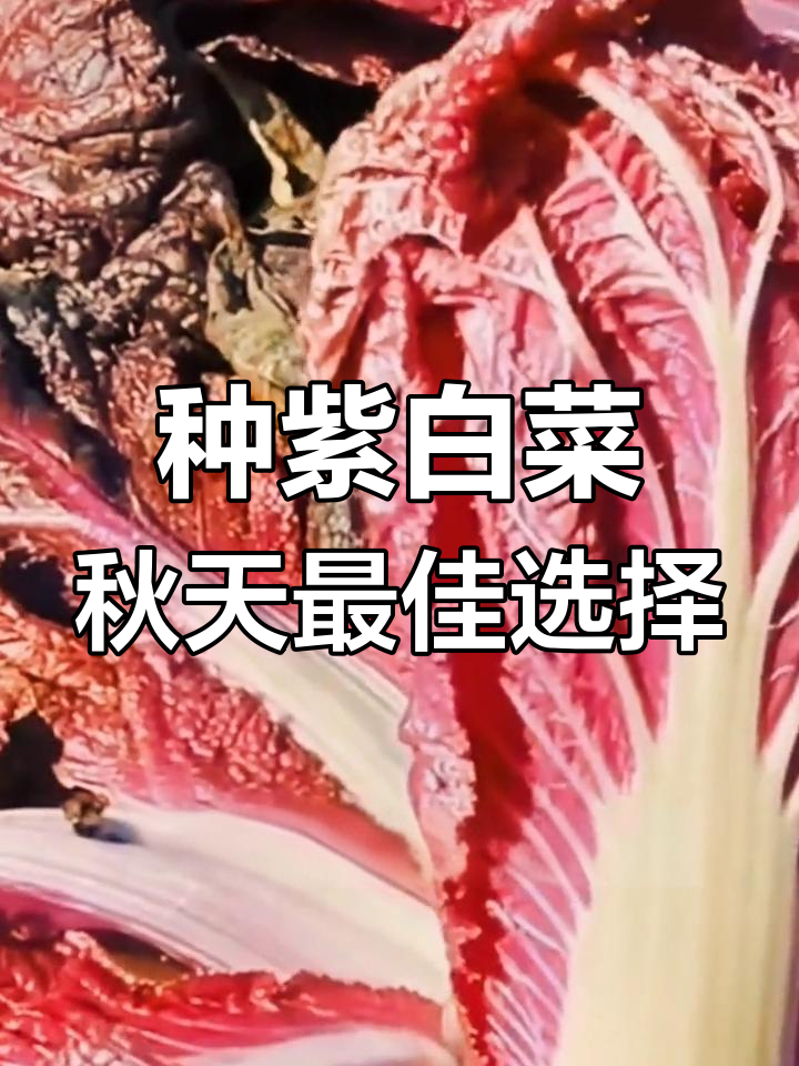 秋季来临,种紫白菜最合适!