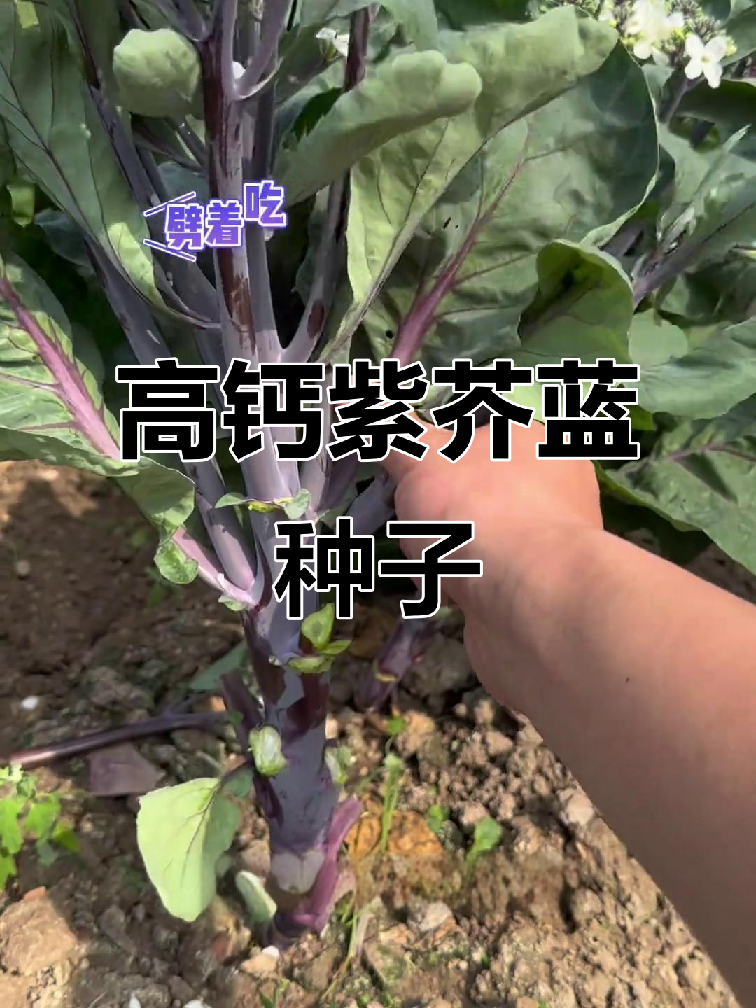 紫芥蓝:高钙蔬菜,适合中老年朋友种植