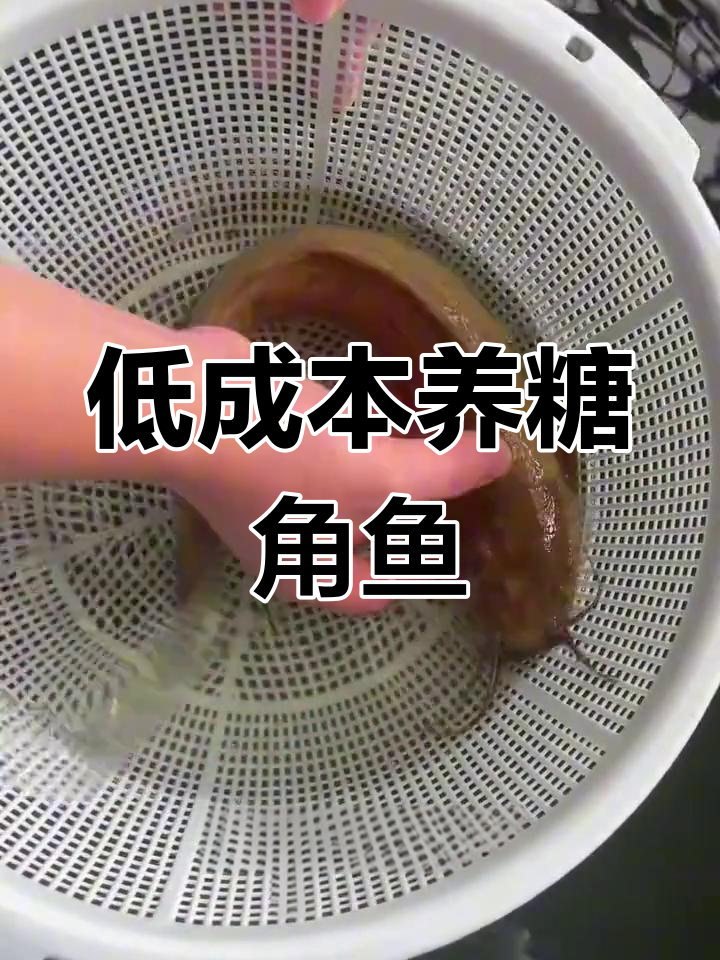 塘角鱼养殖轻松上手,市场前景好