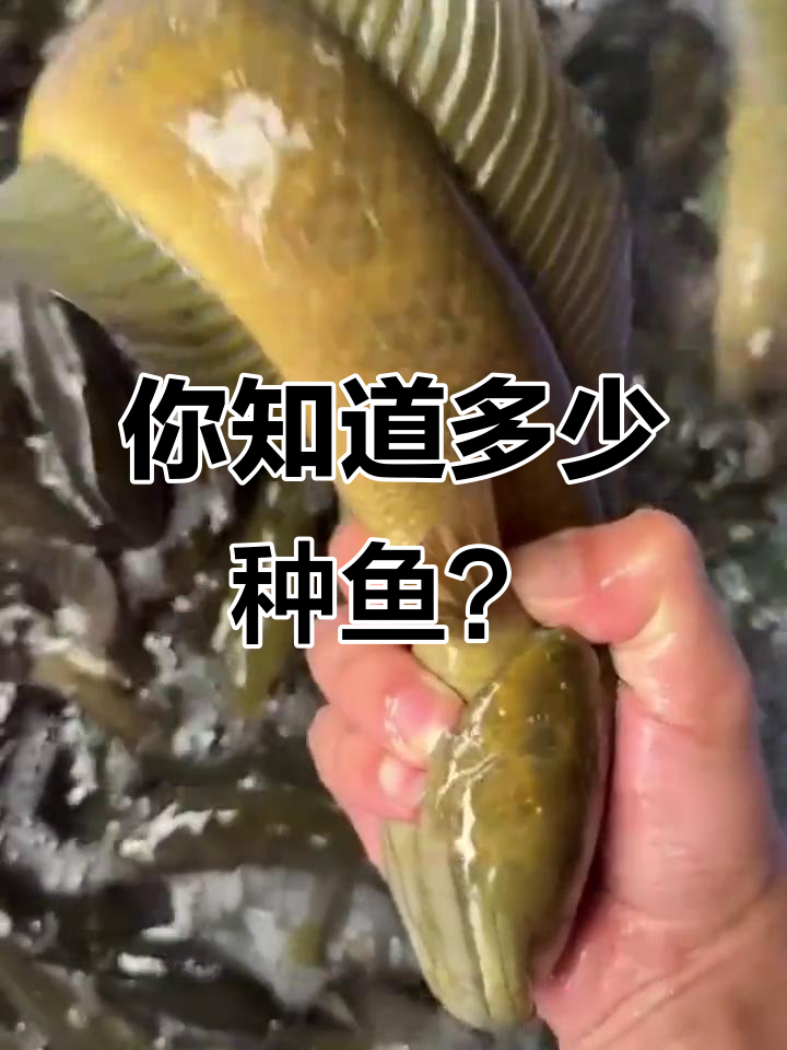 常见鱼类大揭秘，看看这些鱼你认识几种？