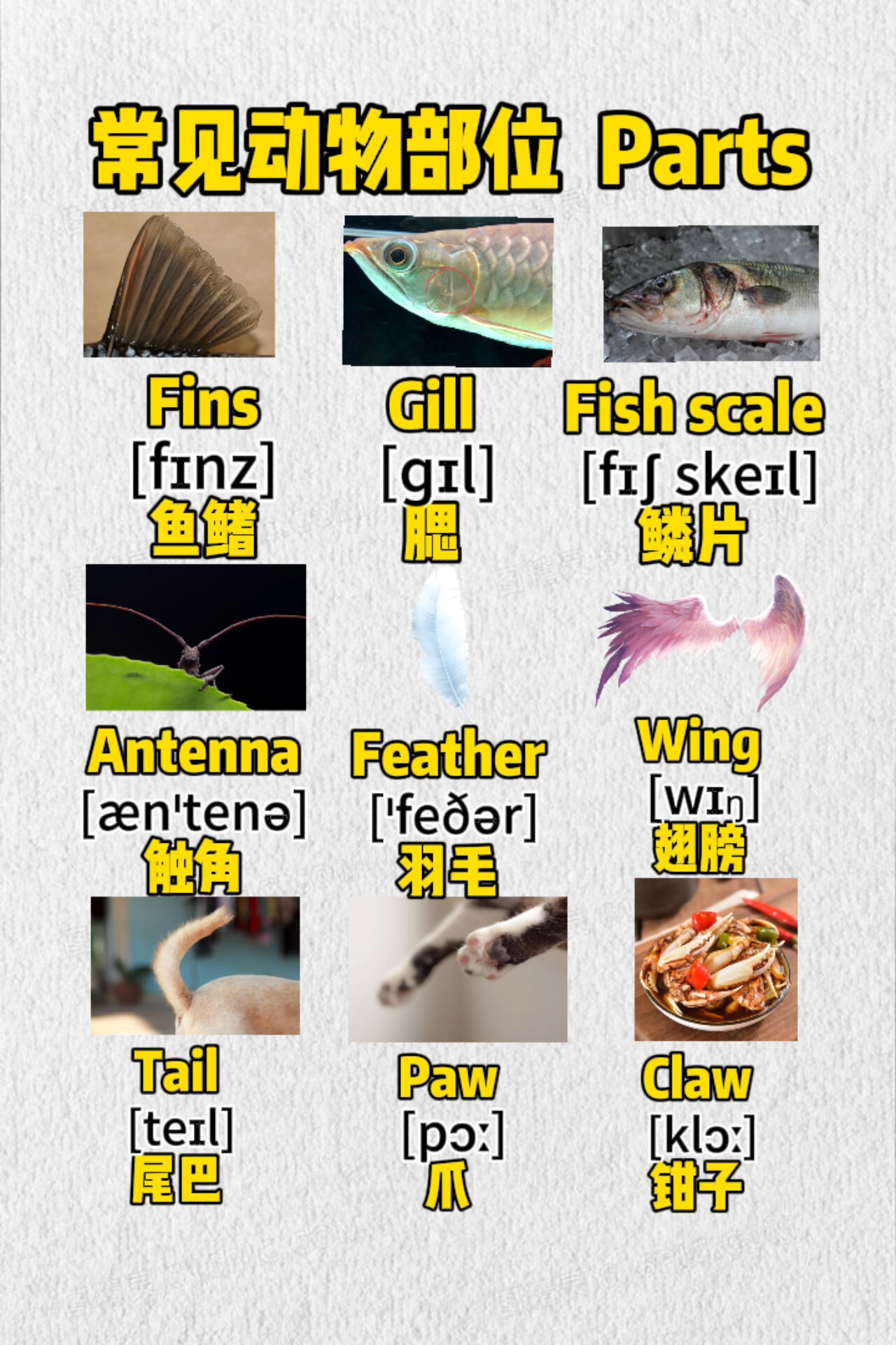成人零基础英语|动物部位的英文表达