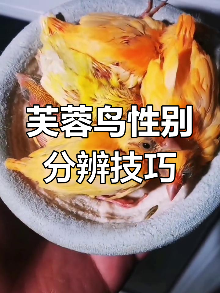 如何辨别芙蓉鸟雌雄