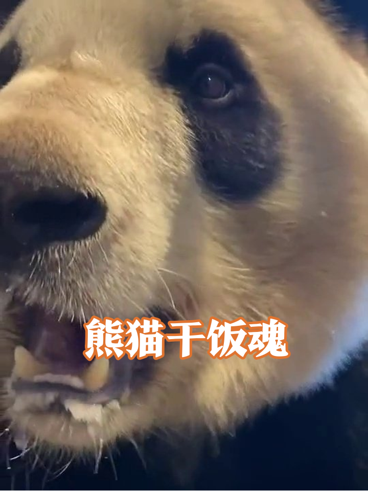 熊猫狂炫神秘红糕,嘴巴塞成小肉包太治愈