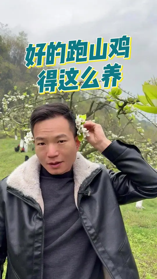 掌握跑山鸡养殖秘诀,享受惬意田园生活!