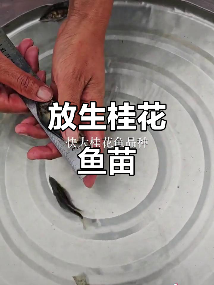 深圳盐田与东莞石排鱼苗场放生，桂花鱼苗助力生态保护