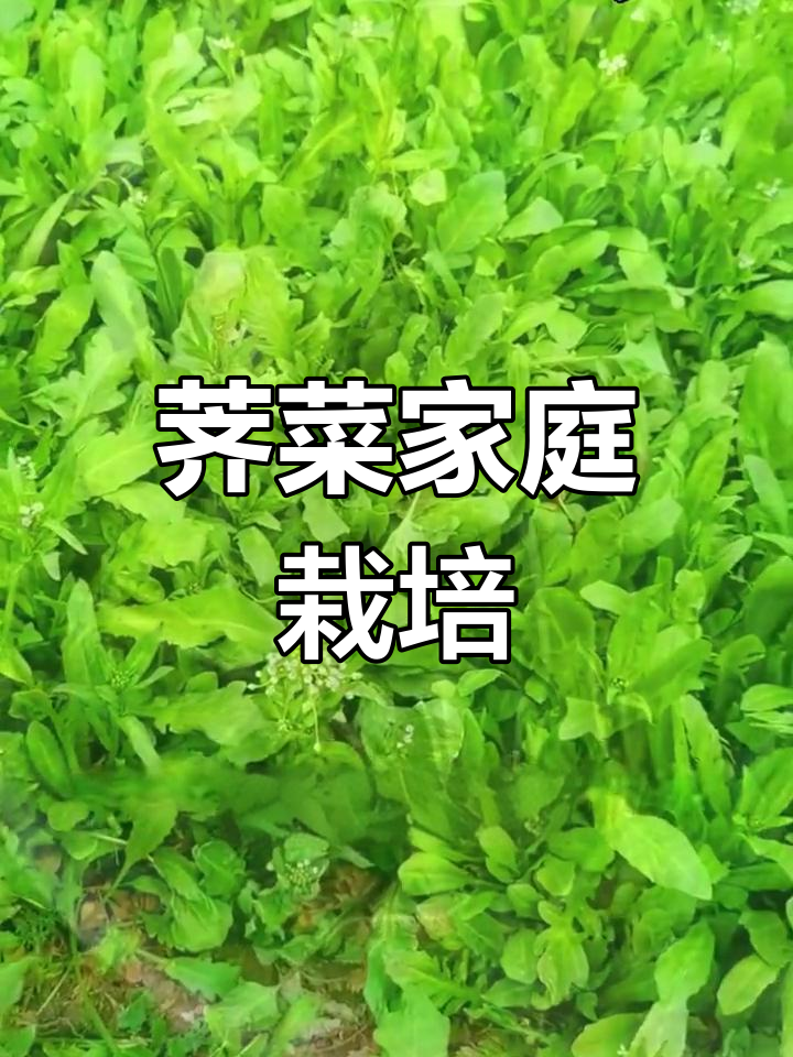 立秋后,荠菜种植轻松搞定,阳台花盆都能栽!