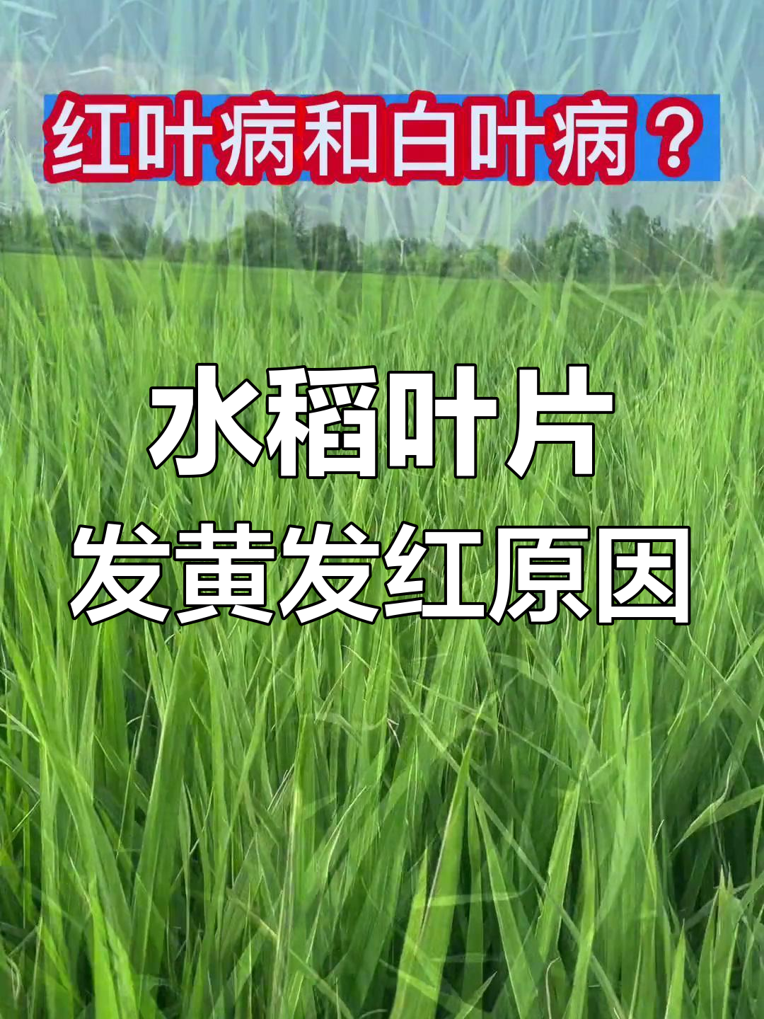 水稻叶片发白发红?这些细菌性病害你得知道