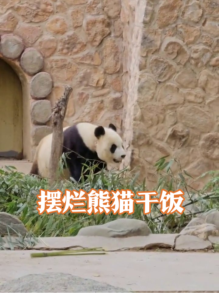 熊猫在豪华游乐场狂炫竹子,紫色鲸鱼椅当背景板太会了