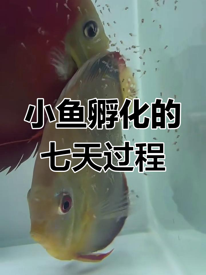 12月13日七彩小鱼孵化,全过程记录
