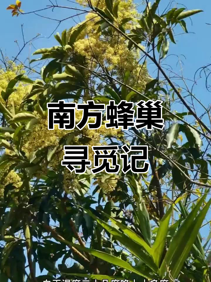 鸭脚木大流蜜,蜜蜂成群结队采花