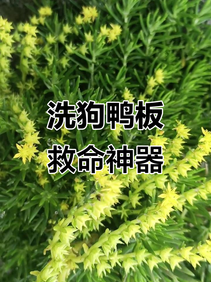 洗狗鸭板救人无数,鱼竿大小轻松刷池