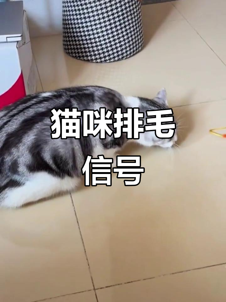 母鸡蹲、咬塑料袋,猫咪可能正排毛,铲屎官需警惕