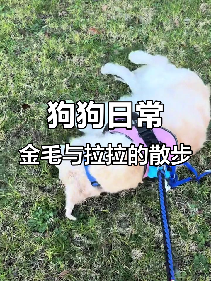 金毛拉布拉多澳洲遛狗,肌肉锻炼不能停