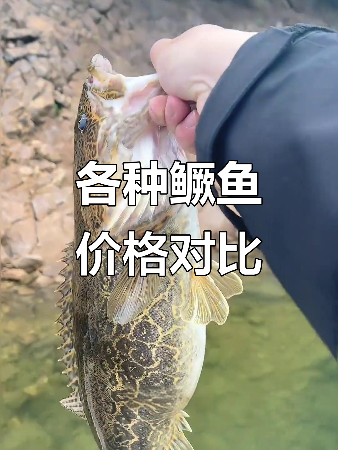 13种鳜鱼价格大揭秘，从百元到万元不等