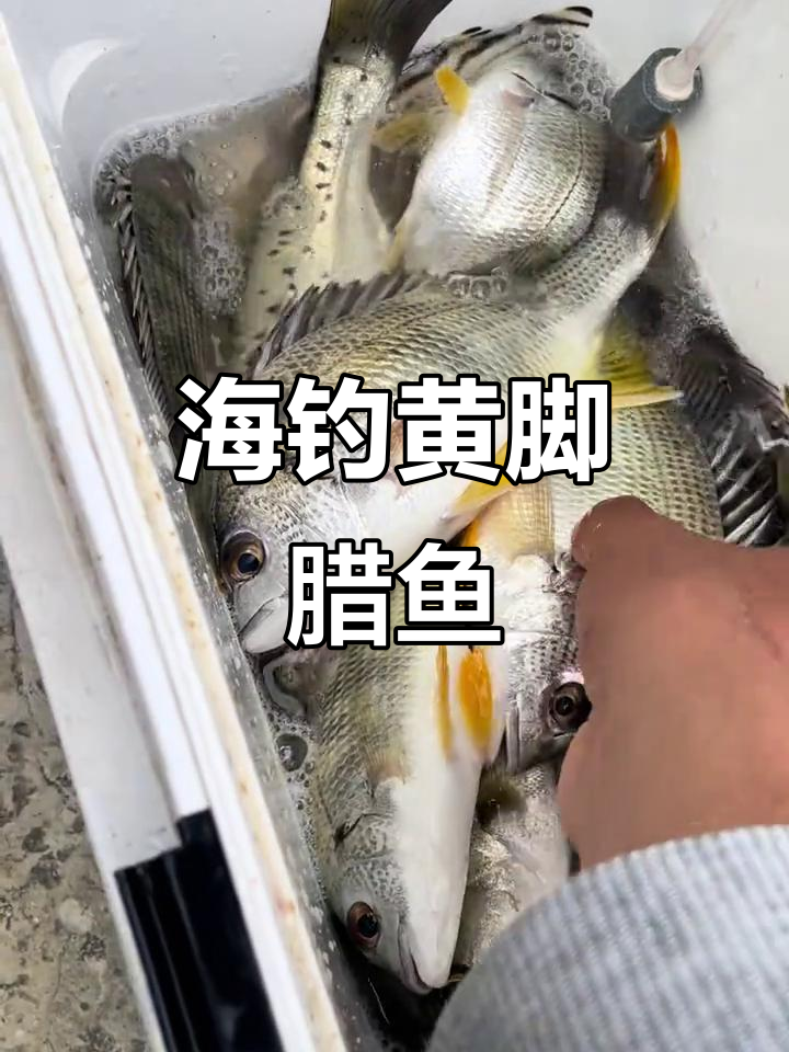 坚持钓鱼,挑战极限!高手教你钓黄脚腊鱼技巧