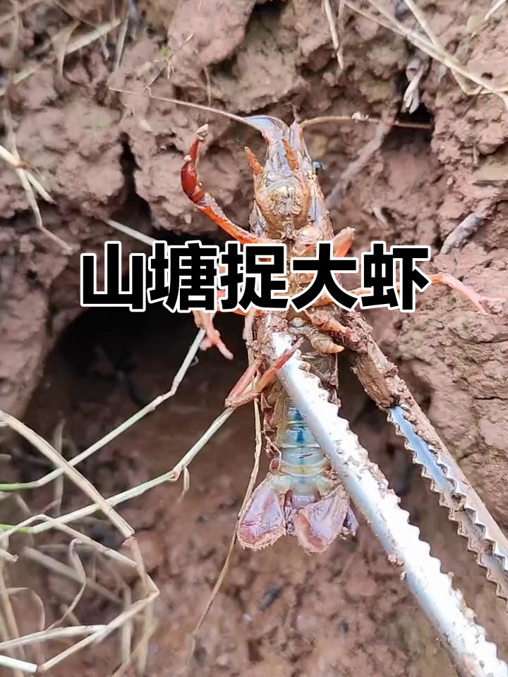 山上抓龙虾、螃蟹,意外发现鱼窝洞!