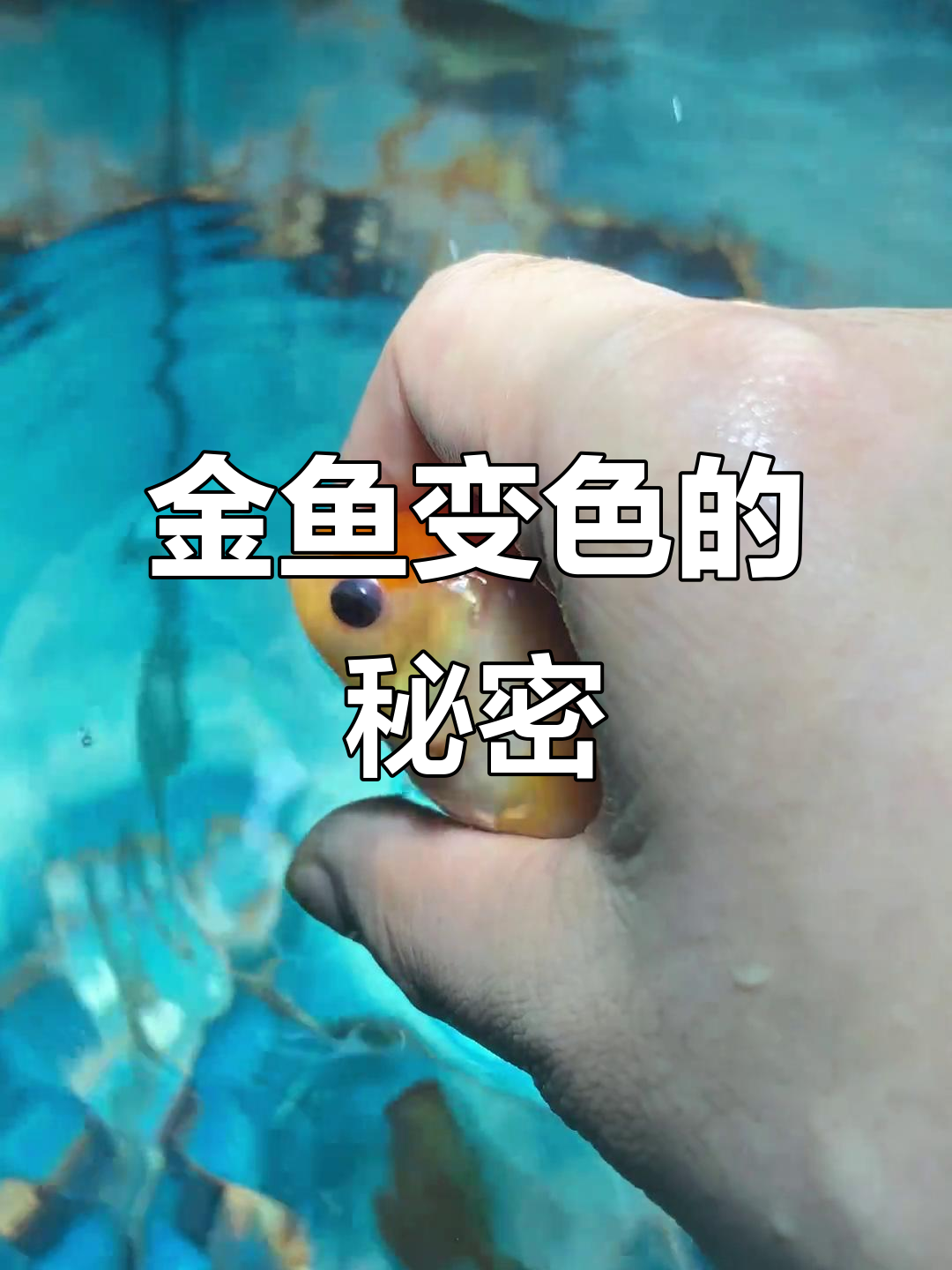 2月泰狮金鱼变色揭秘，底色决定胜负！